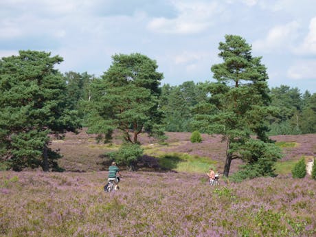 Lüneburger Heide
