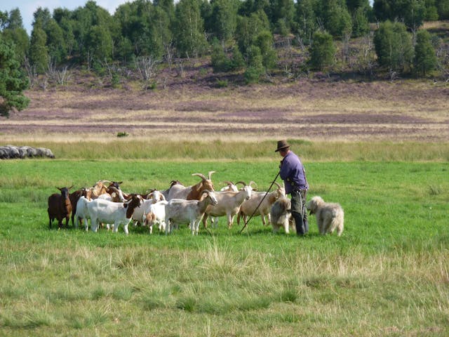 Lüneburger Heide