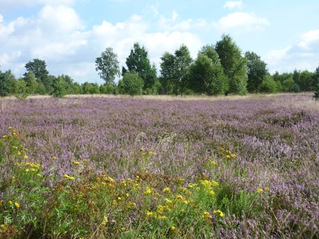 Lüneburger Heide