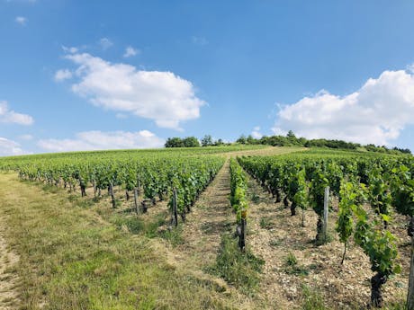 Bourgogne wijnranken
