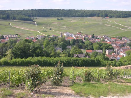 Champagne wijngaarden Frankrijk