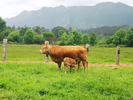 Picos de Europa - Spanje koeien