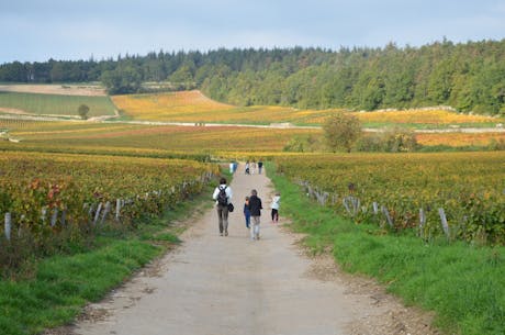 Frankrijk - Bourgogne - wandelen
