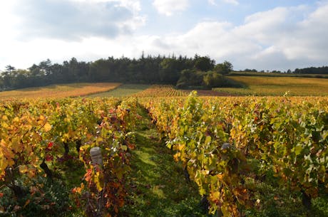 Frankrijk - Bourgogne