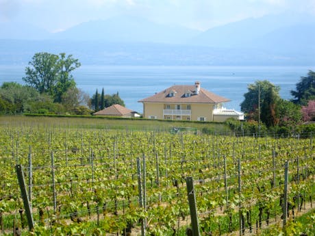 Wijngaarden bij het meer van Geneve