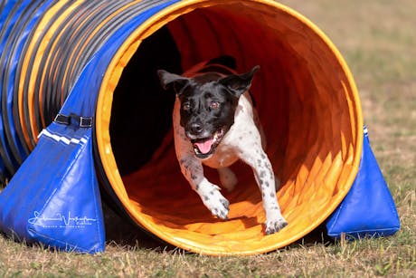 KNAUS Viechtach - hond