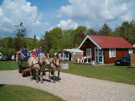 Holme a camping - paarden