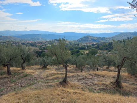 Via Romea Germanica: olijfbomen