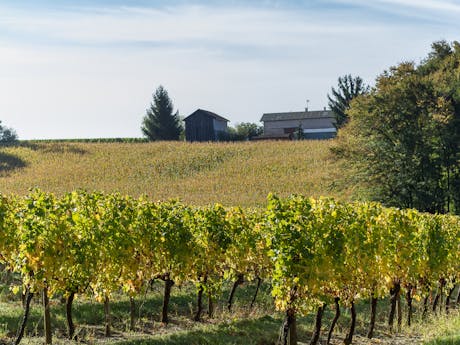 wandelvakantie wijngaard