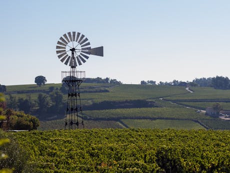 wandelvakantie wijngaard