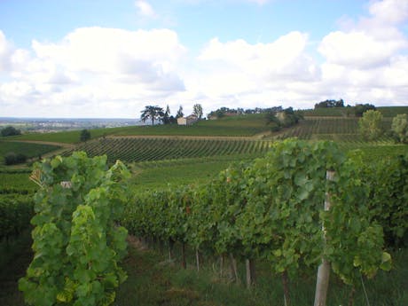 wandelvakantie wijngaard