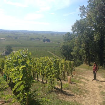 wandelvakantie wijngaard