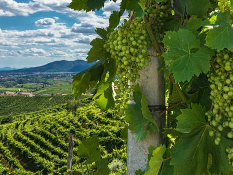 Trevisio - Italie - Prosecco - druiven