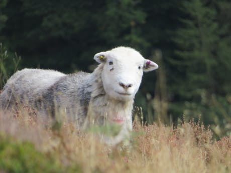 Cumbria Way - Engeland