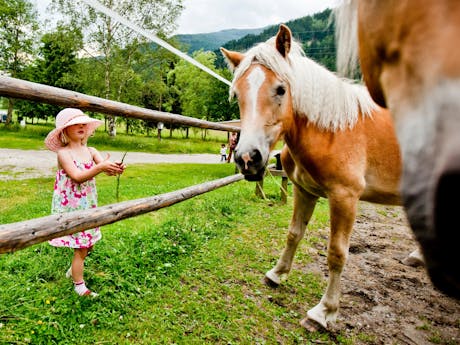 Camping Bella Austria paardjes
