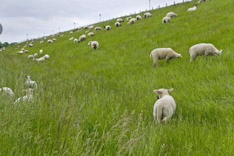 Knaus Eckwarderhörne - dieren