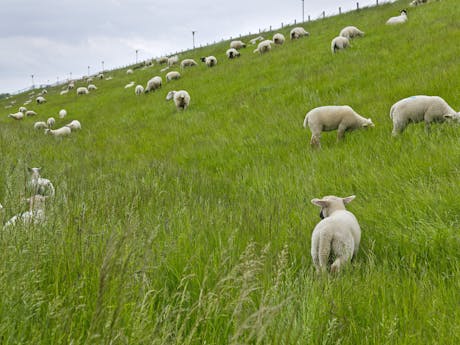 Knaus Eckwarderhörne - dieren
