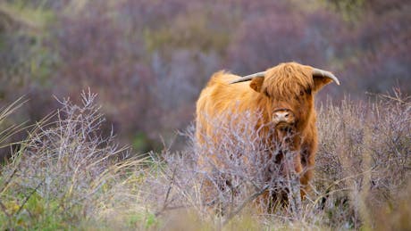 Veluwe