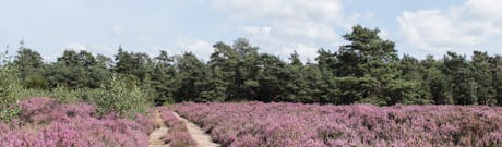 Veluwe