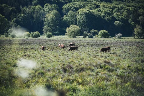 Natuur