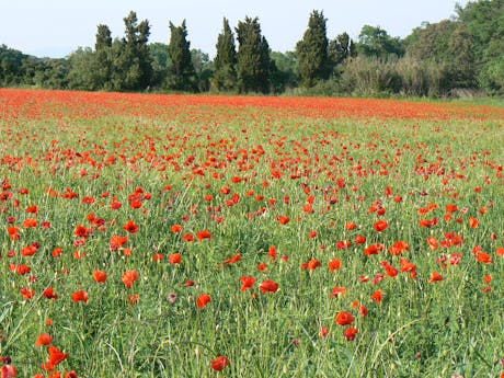 Bloemen - Grand Girona