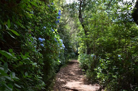 Madeira