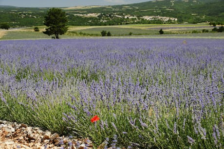 lavendel