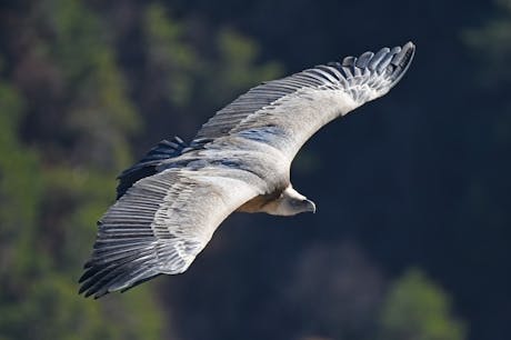 Gier in de Verdon Frankrijk Walkinn