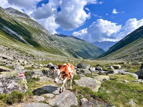 Krimml alm met koe Eurohike