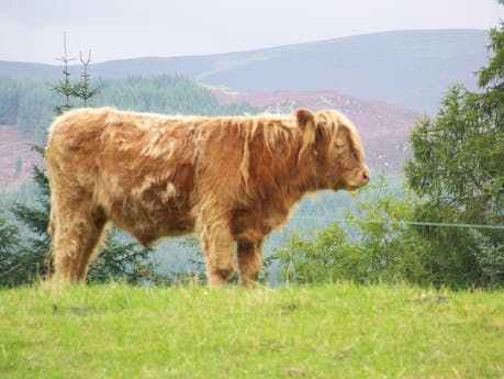 Rob Roy Way - Schotland