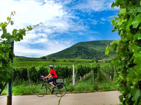 Eurobike Rijnroute fietser